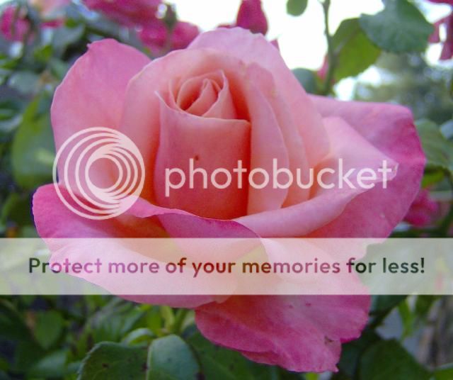 http://i1131.photobucket.com/albums/m551/lilylouise1/endofsummerflowers033_zps11f9c8c4.jpg