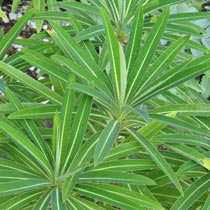 Euphorbia mellifera