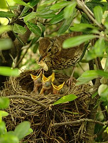 http://upload.wikimedia.org/wikipedia/commons/thumb/7/71/Turdus_philomelos_-New_Zealand_-nest-8_%284%29.jpg/220px-Turdus_philomelos_-New_Zealand_-nest-8_%284%29.jpg