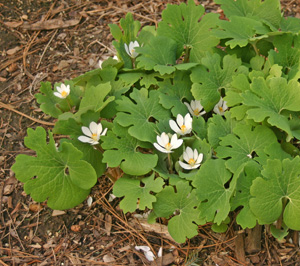 Bloodroot in late bloom