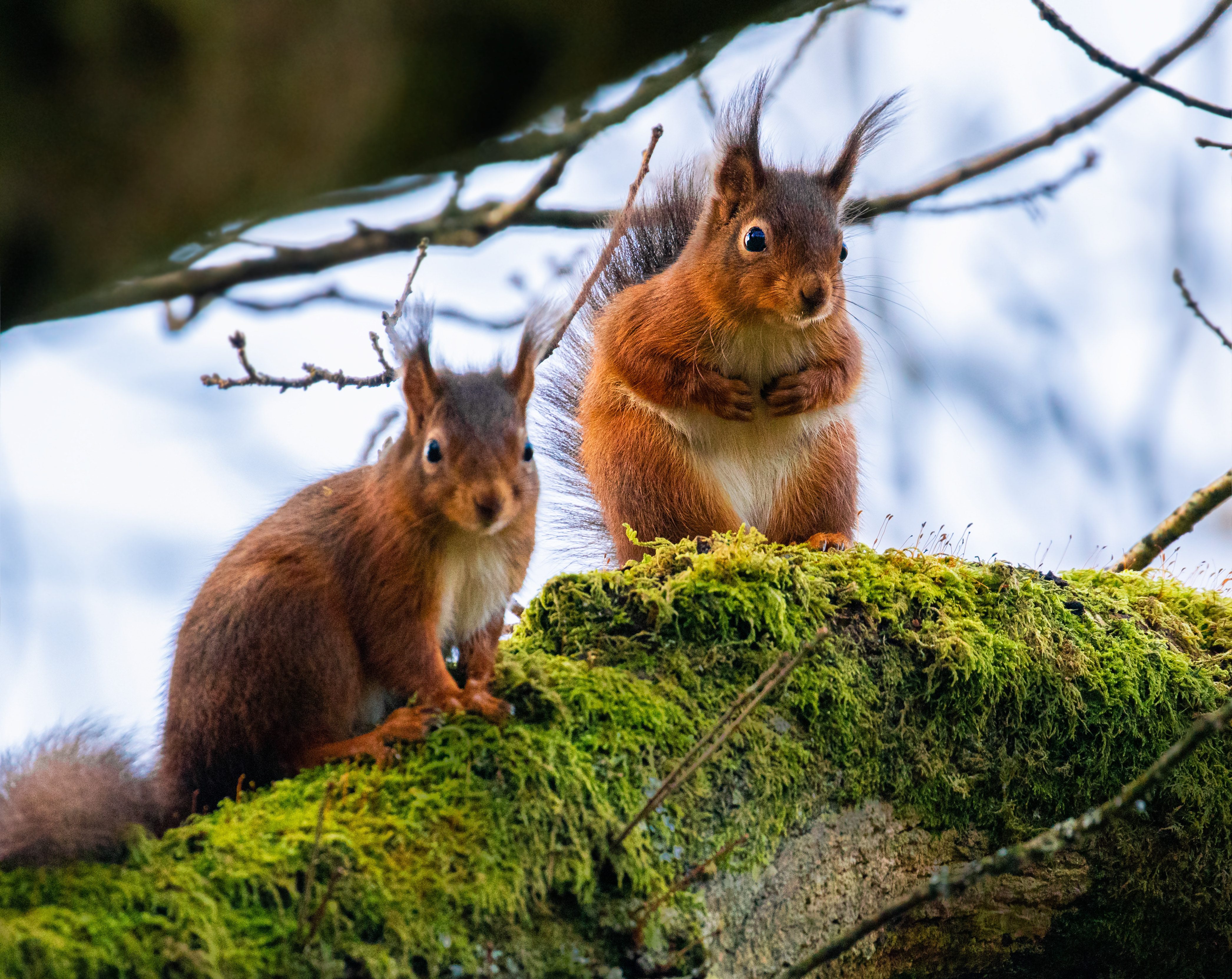 Red squirrel guide where theyre found and the threats they face -  Discover Wildlife