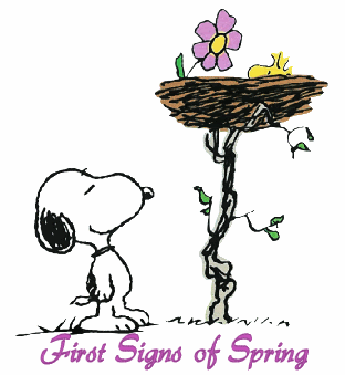 First Signs of Spring  Snoopy Snoopy love Snoopy and woodstock