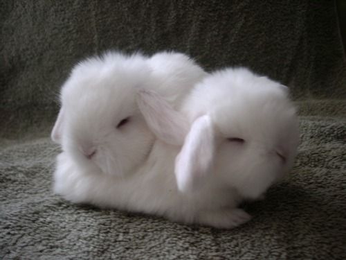 Cuddlebuns  Cute animals Cute baby bunnies Cute bunny