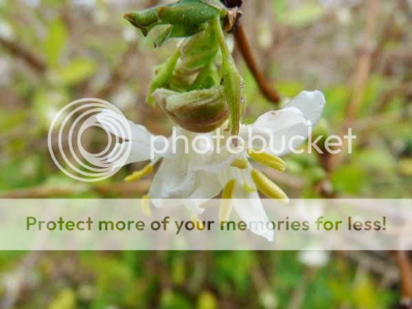http://i703.photobucket.com/albums/ww32/Owdboggy/Xmas%20Flowers%202011/Lonicerafragrantissima.jpg