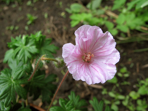 http://farm8.staticflickr.com/7290/8727934115_8a59d96719.jpg