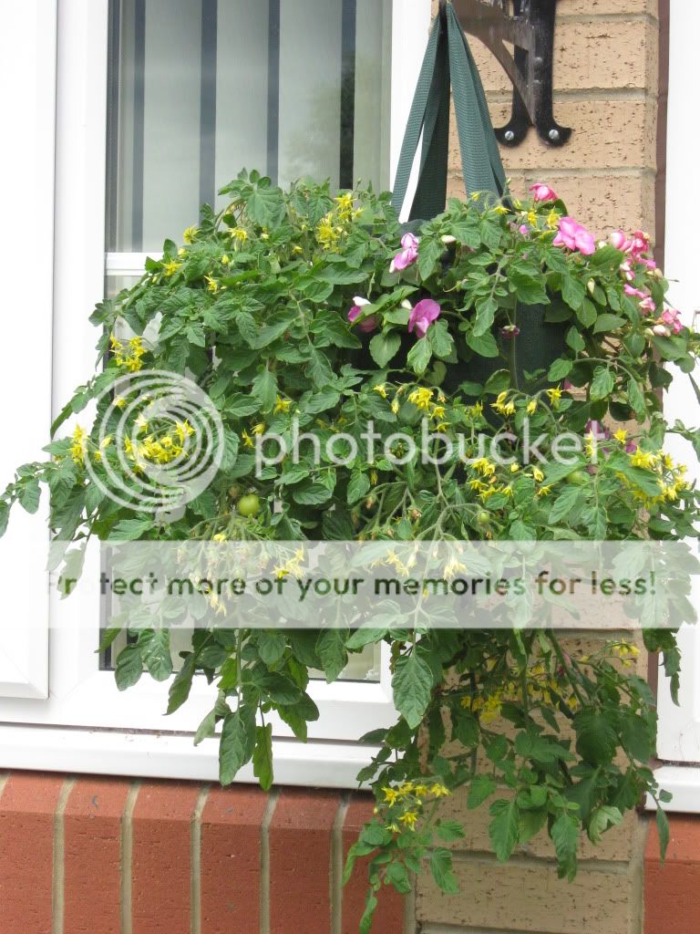 http://i826.photobucket.com/albums/zz184/rainjustlearning/Hanging%20Baskets%202010/IMG_0110.jpg