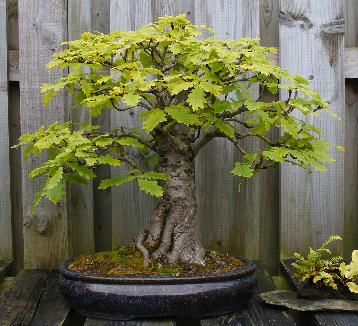 http://www.nibonsai.co.uk/wp-content/2010/09/J3-SMALL-OAK.jpg
