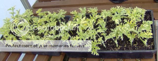 http://i1131.photobucket.com/albums/m551/lilylouise1/cuttings004.jpg