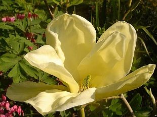 Magnolia Elizabeth - Elizabeth magnolia  Magnolia Plants Elizabeth
