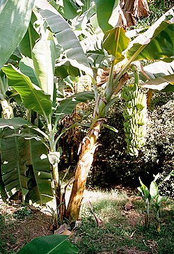 http://upload.wikimedia.org/wikipedia/commons/thumb/e/e4/Luxor%2C_Banana_Island%2C_Banana_Tree%2C_Egypt%2C_Oct_2004.jpg/250px-Luxor%2C_Banana_Island%2C_Banana_Tree%2C_Egypt%2C_Oct_2004.jpg