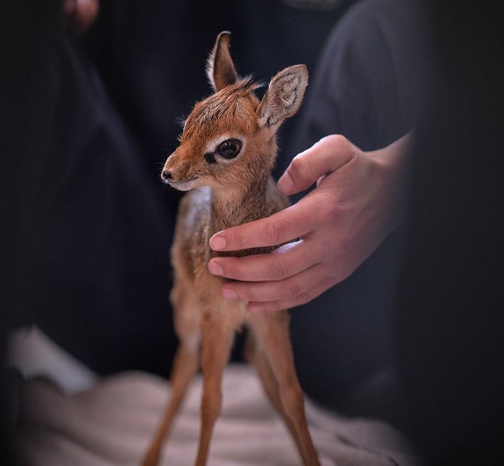 Let39s Go Wild  typhlonectes Tiny Orphaned Dik-dik Hand-reared  Dik dik  Chester zoo Zooborns