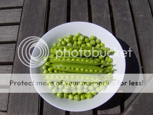 http://i1131.photobucket.com/albums/m551/lilylouise1/garden060.jpg