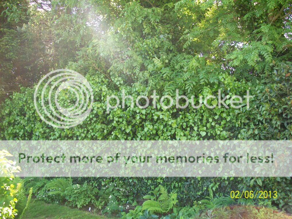 http://i1015.photobucket.com/albums/af278/bubbling_bubble_bee/ivywall_zpsa2192eef.jpg