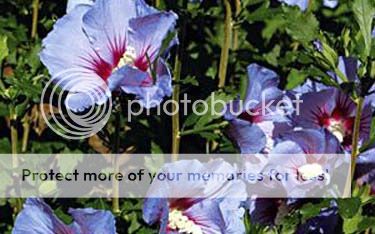 http://i1143.photobucket.com/albums/n627/thedogcody/blue20satin20hibiscus.jpg
