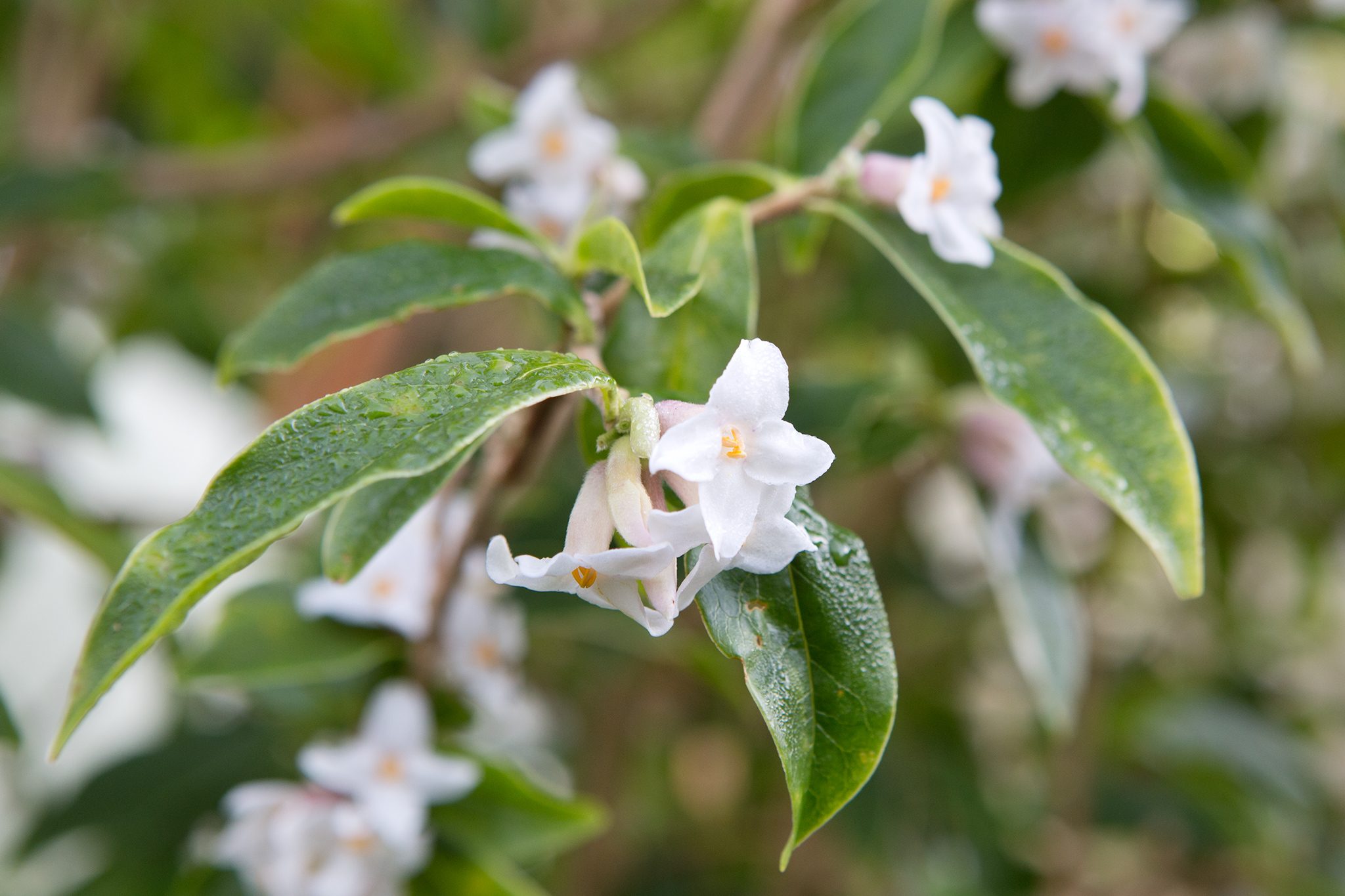 Daphne bholua Darjeeling