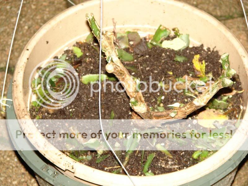 http://img.photobucket.com/albums/v11/otnorot/012_zpsdb83b6ea.jpg