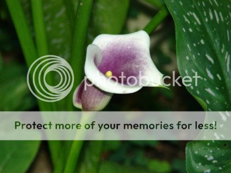 http://img.photobucket.com/albums/v11/otnorot/All%20plants/003-25-1.jpg