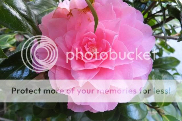 http://i27.photobucket.com/albums/c186/DavidKnapper/001_zpsa818959d.jpg