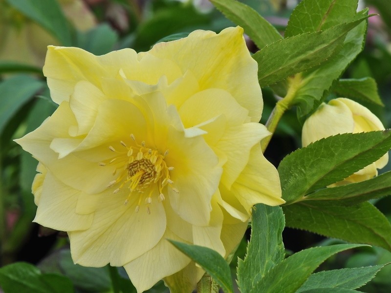 Helleborus x hybridus Ashwood Evolution Group Yellow