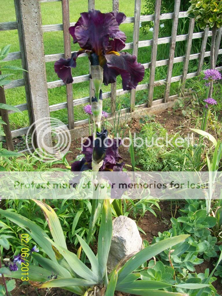 http://i1015.photobucket.com/albums/af278/bubbling_bubble_bee/risione_zps45276abe.jpg