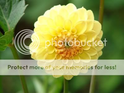 http://img.photobucket.com/albums/v11/otnorot/All%20plants/066-1.jpg