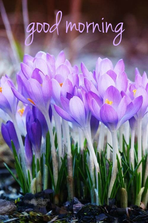 Image result for Spring morning images