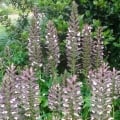 CottageGardenFlowerLady