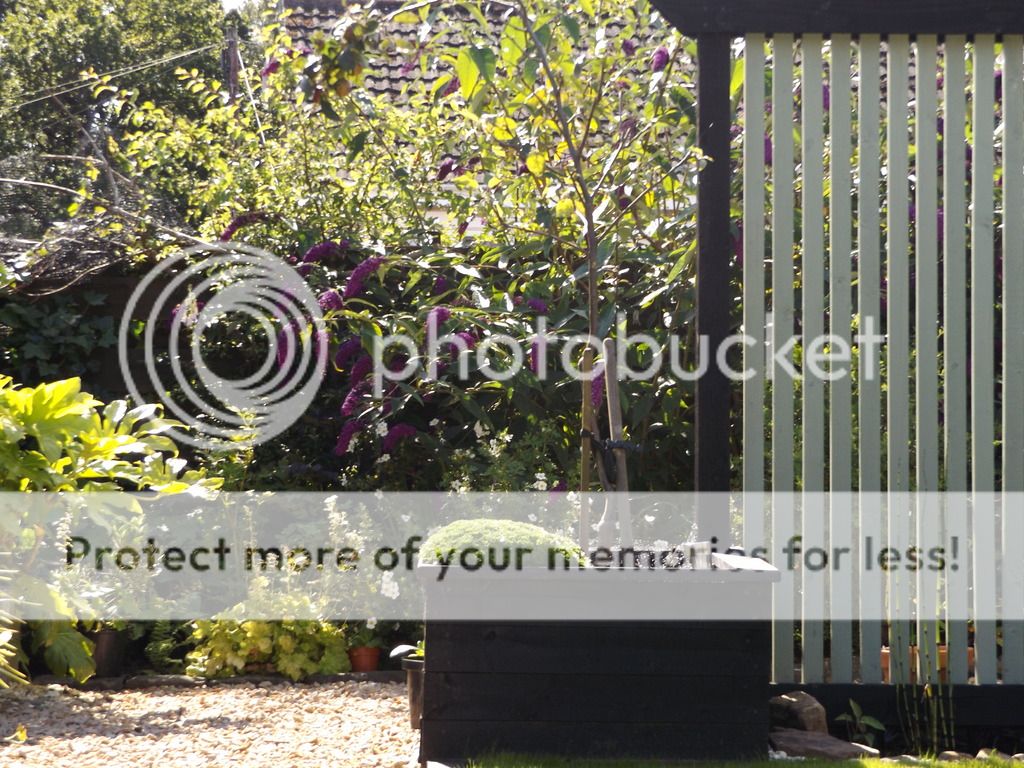 http://i1331.photobucket.com/albums/w595/fairygirl55/DSCF0362_zpsq82y36ig.jpg