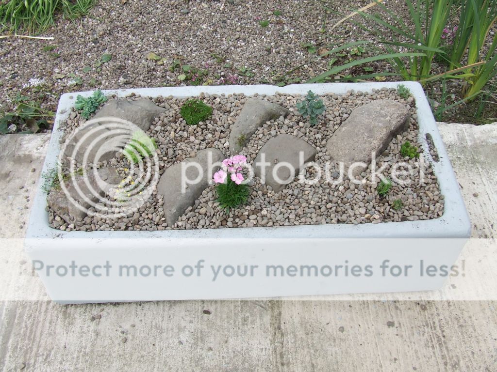 http://i703.photobucket.com/albums/ww32/Owdboggy/Sink%20garden/SouthportMay08etc031.jpg