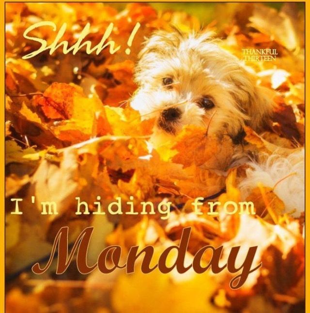 Monday- Fall  Monday morning quotes Good morning happy monday Happy  monday pictures
