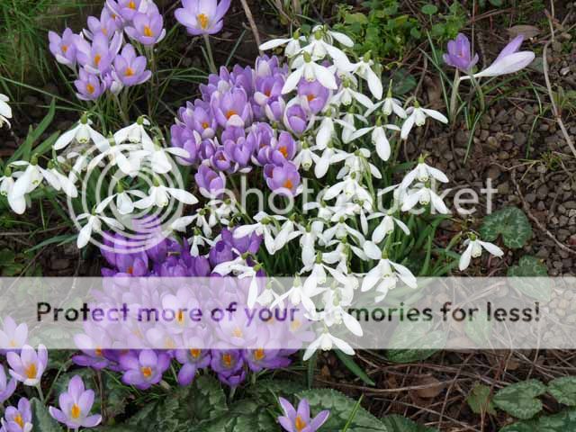 http://i703.photobucket.com/albums/ww32/Owdboggy/February%202015/CrocusandSnowdrops.jpg