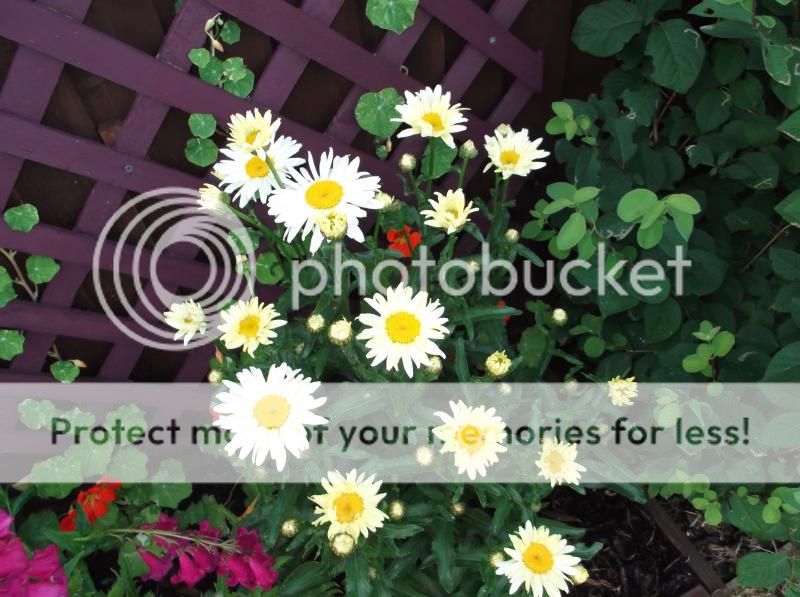 http://i20.photobucket.com/albums/b239/mattbeer87/DSCF5966_zpsf1d4aab4.jpg