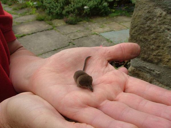 14 Etruscan Shrew this little guy is also known as the Savis