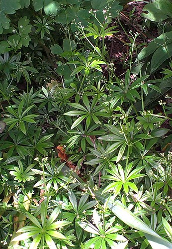 http://farm3.staticflickr.com/2843/9047393563_28e474c8c1.jpg