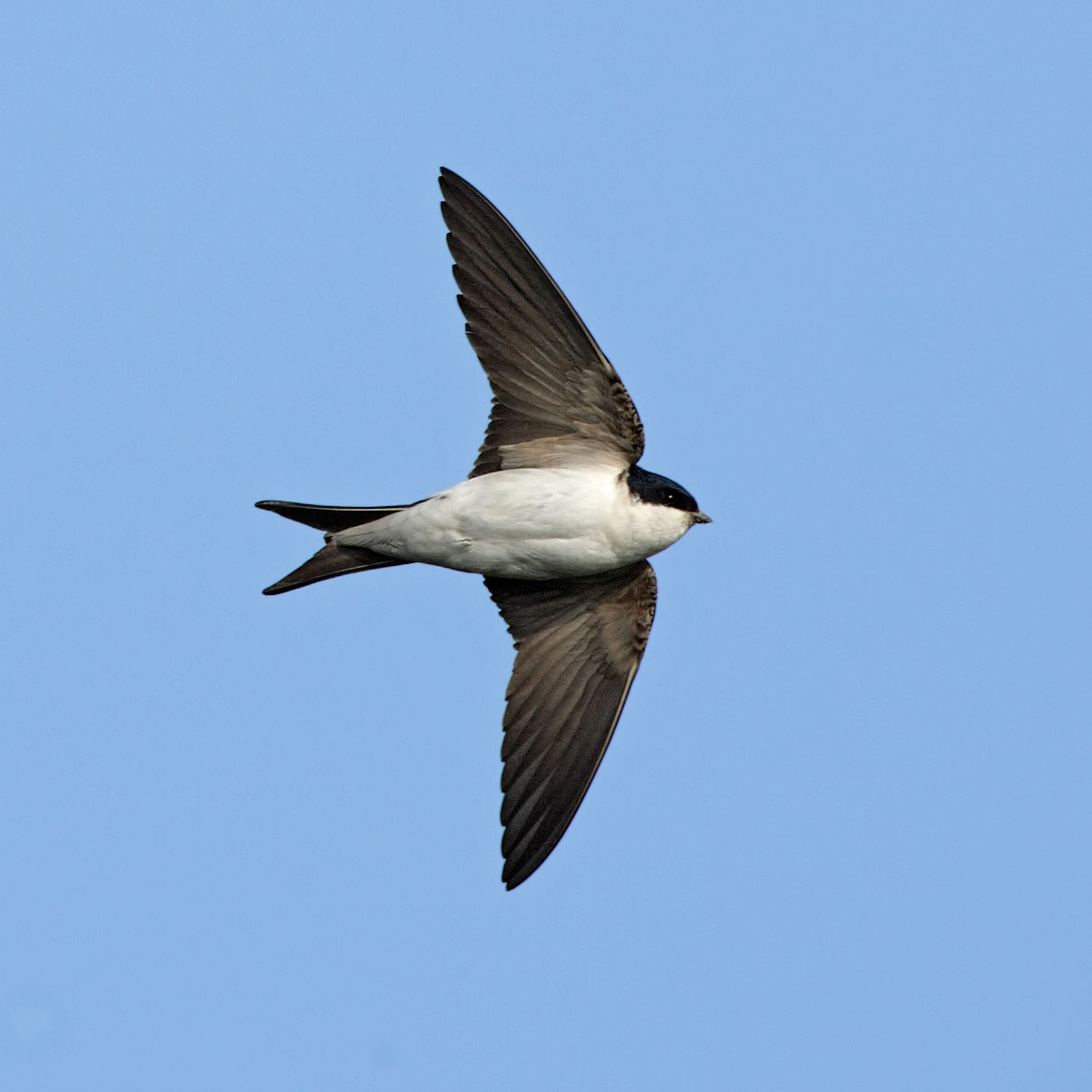 house-martin - Frith Lodge Keld