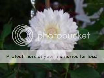 http://img.photobucket.com/albums/v11/otnorot/All%20plants/thdahlia1-1.jpg