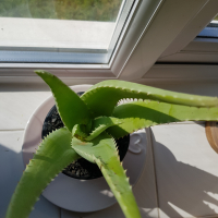 Amylovesplants