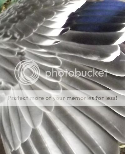 http://i27.photobucket.com/albums/c186/DavidKnapper/3f02465f-5dee-4359-bcf4-8c7ba3179228_zps7d75147b.jpg