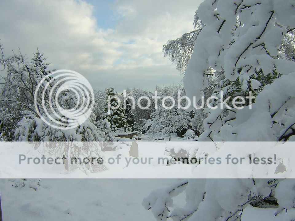 http://i1143.photobucket.com/albums/n627/thedogcody/318083_554384951239805_241387790_n.jpg