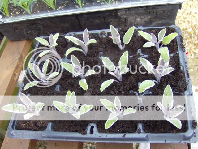 http://i1131.photobucket.com/albums/m551/lilylouise1/cuttings016.jpg