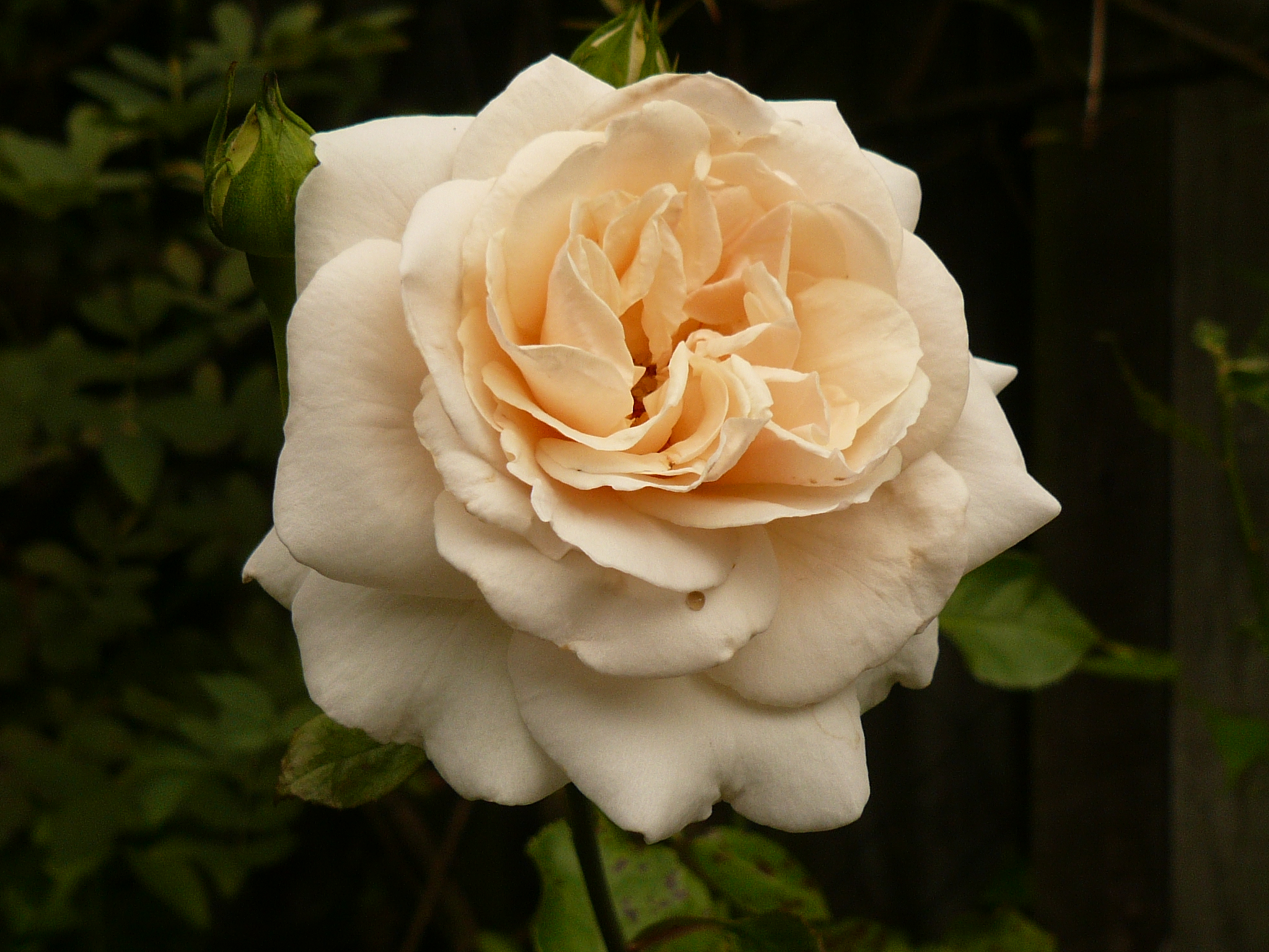 madmarigold