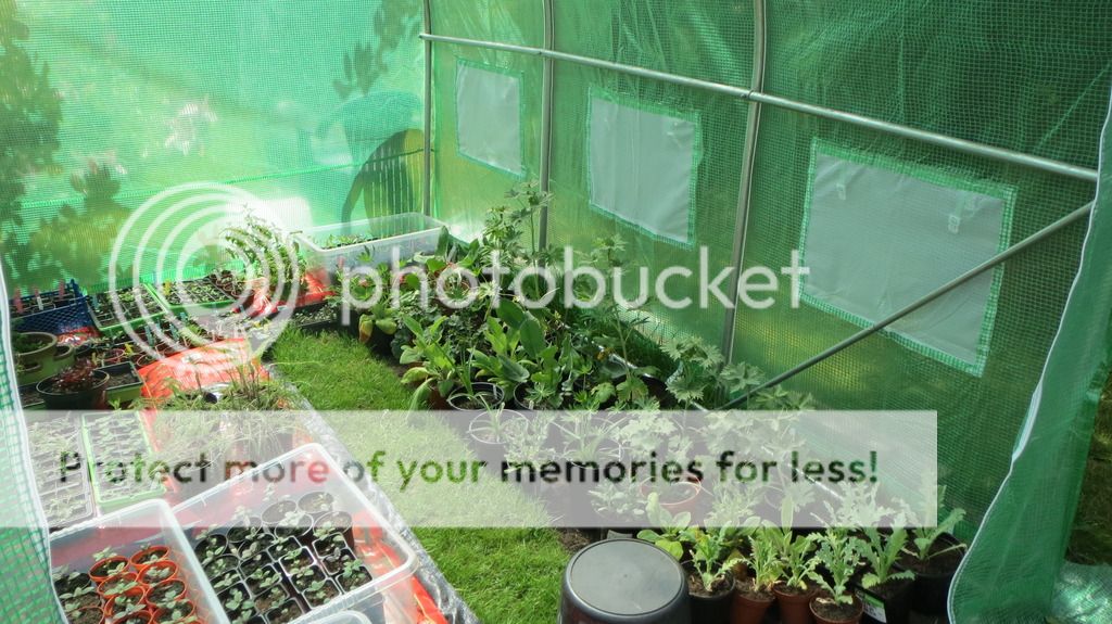 http://i1345.photobucket.com/albums/p677/LuluTheLurcher/002_zpslbidfnlo.jpg