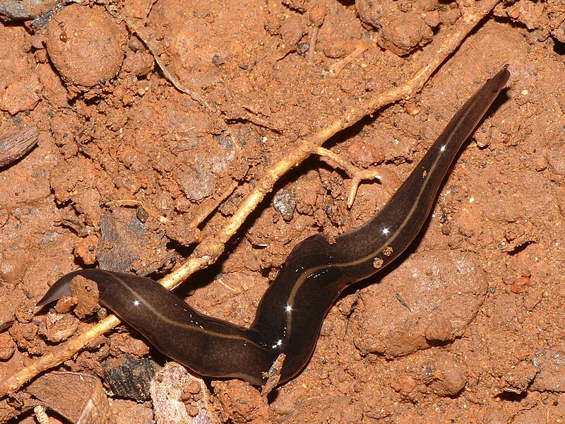 Platydemus manokwarijpg