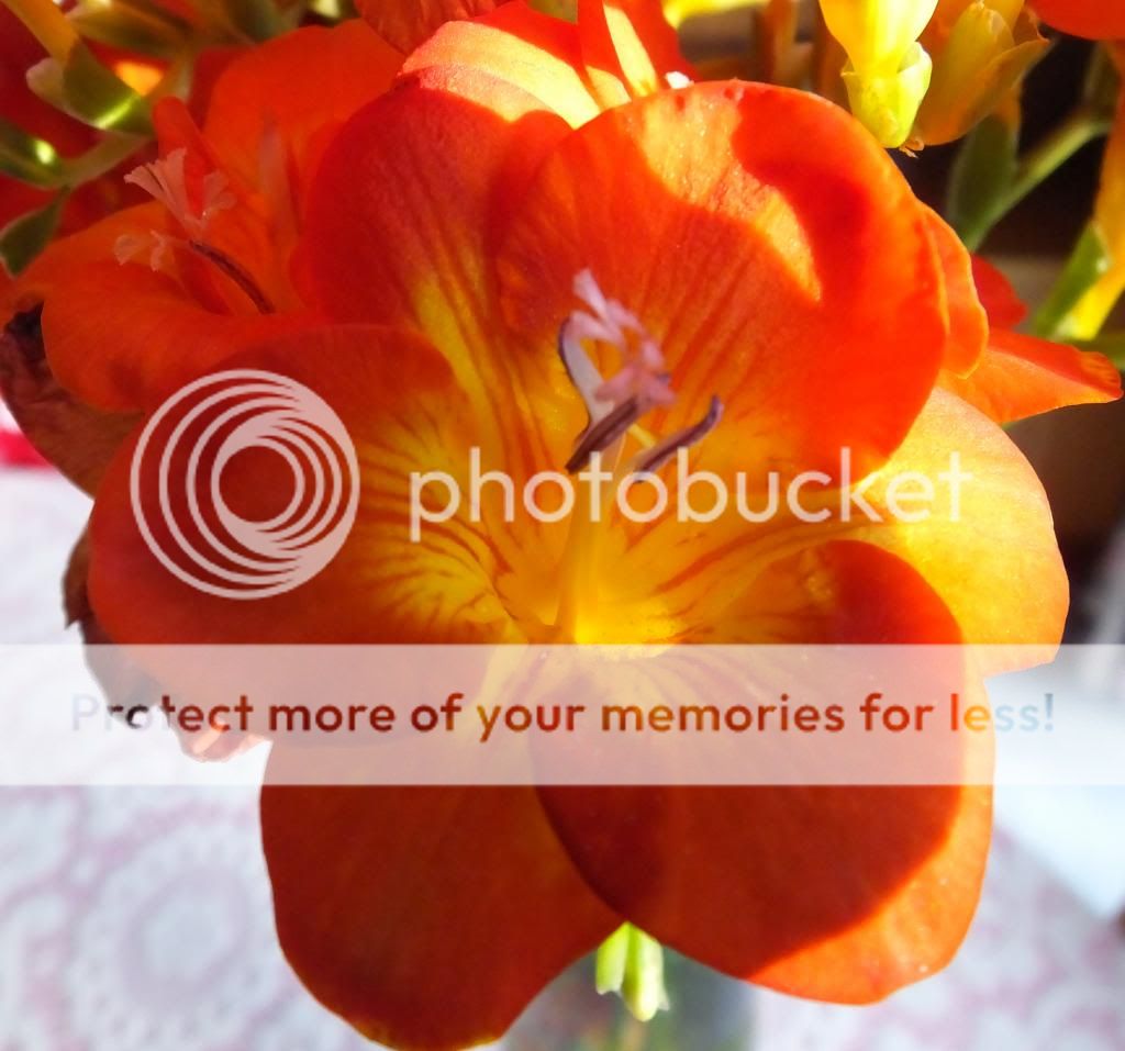 http://i27.photobucket.com/albums/c186/DavidKnapper/913531aa-96a0-45a3-93ac-23dfbcd2996f_zpsac410e52.jpg