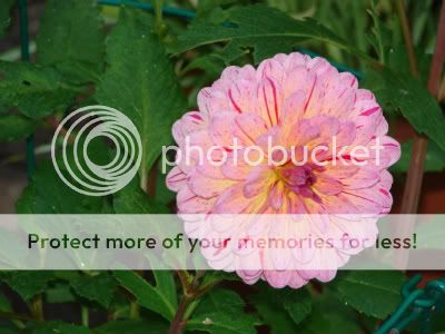 http://img.photobucket.com/albums/v11/otnorot/All%20plants/018-11-1.jpg