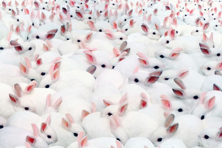 Why Are All Stories About Millennials and Sex Like This  White rabbits  Bunny Rabbit