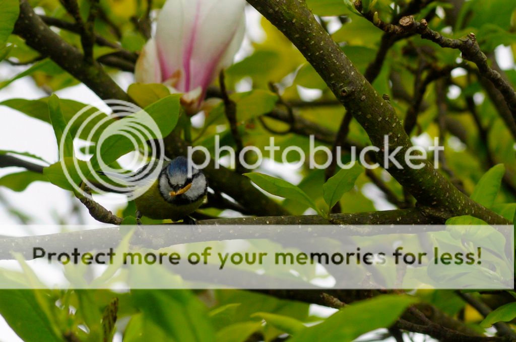 http://i232.photobucket.com/albums/ee192/thebear843/Garden/_DSC0870_zps5j5fct2u.jpg