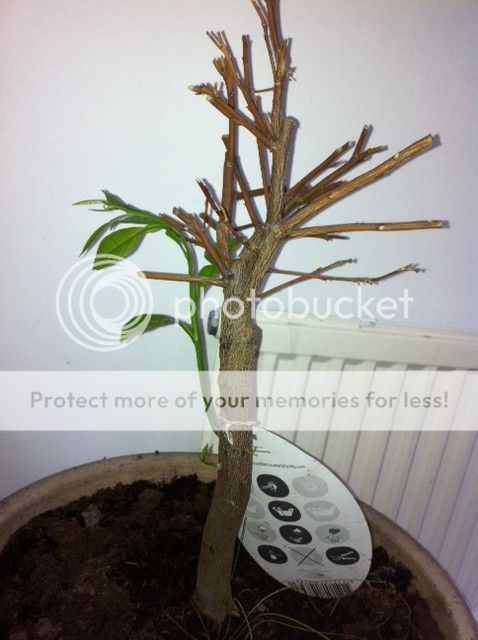http://i1338.photobucket.com/albums/o700/Hanna_Guimaraes/kumquat1.jpg
