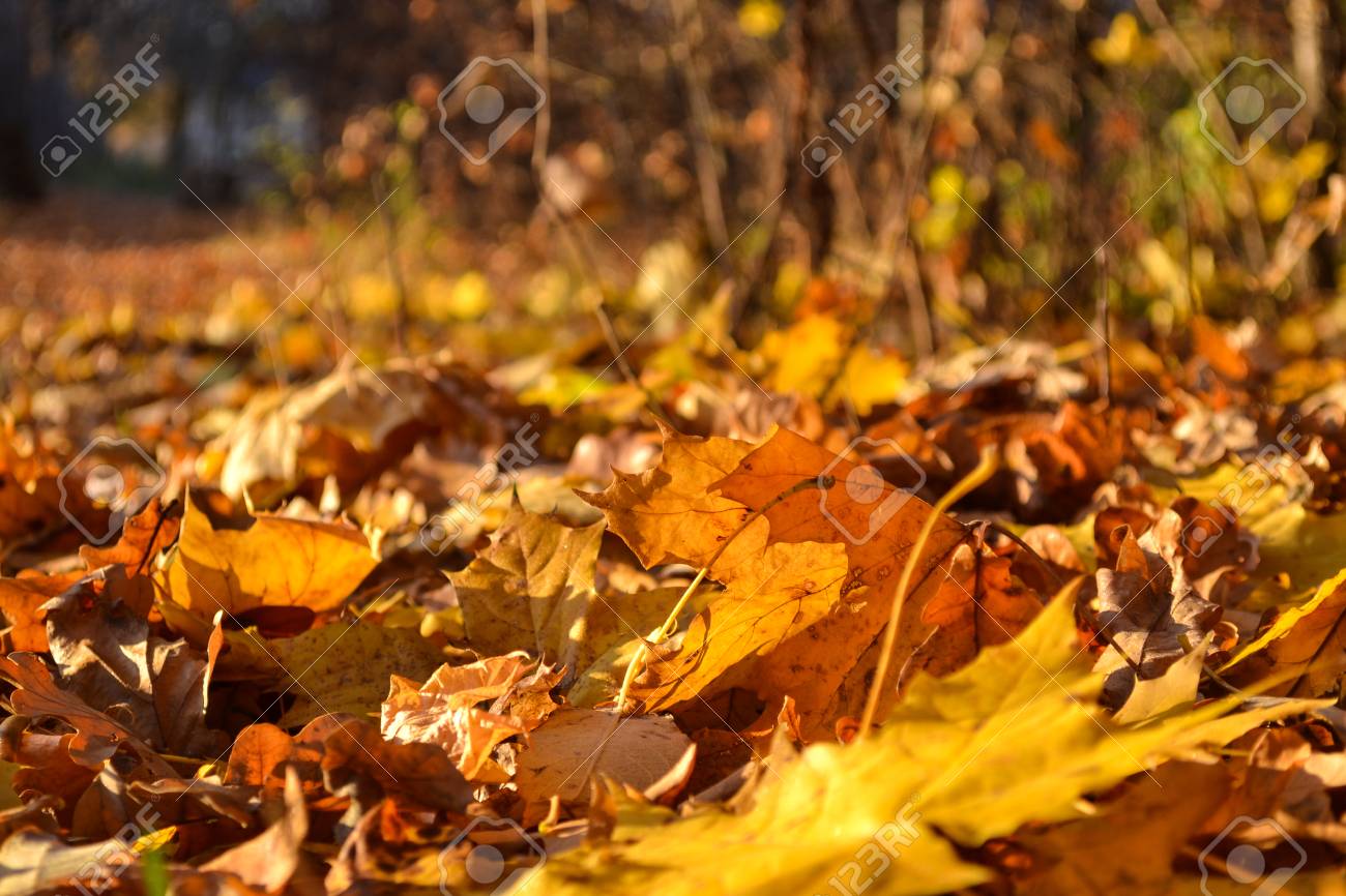 Image result for sunny Autumn  morning images