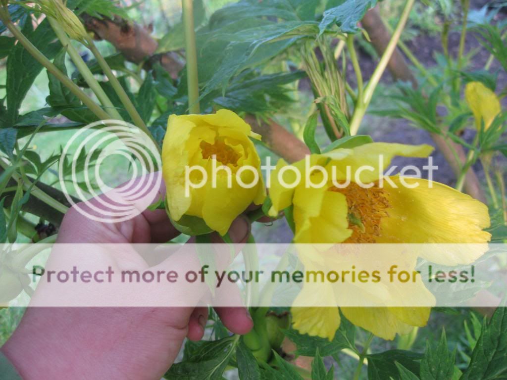 http://i1187.photobucket.com/albums/z383/kt_j63/IMG_5840.jpg